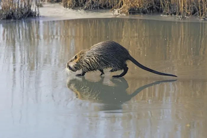 Framed Print : Nutria - walking across frozen pond. Saintes Maries de la Mer - Carmargue - France