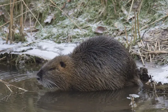 Framed Print : Nutria winter 01. S-E Arndt Framed Print : Nutria winter 01. S-E Arndt