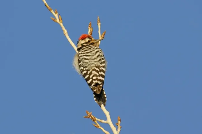 Framed Print : Nuttall's Woodpecker