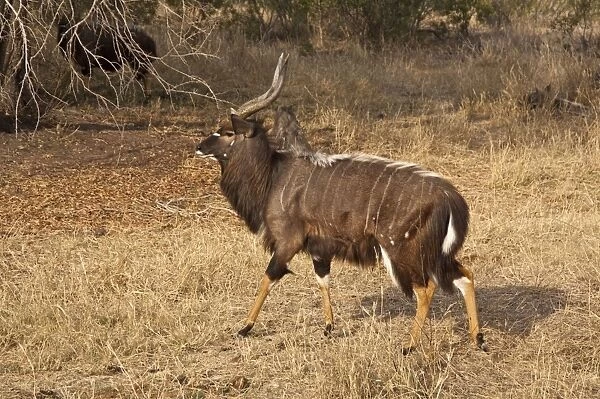 Nyala - male walking - Sabi Sands Game Reserve - South Africa