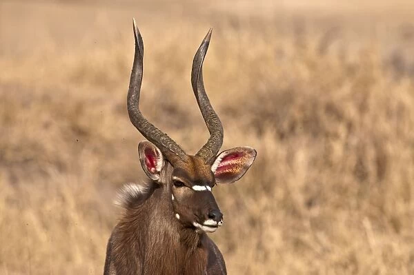 Nyala - portrait of head and antlers - Sabi Sands Game Reserve - South Africa