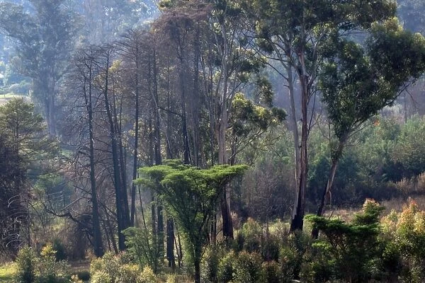 Nyanga Forest - Zimbabwe