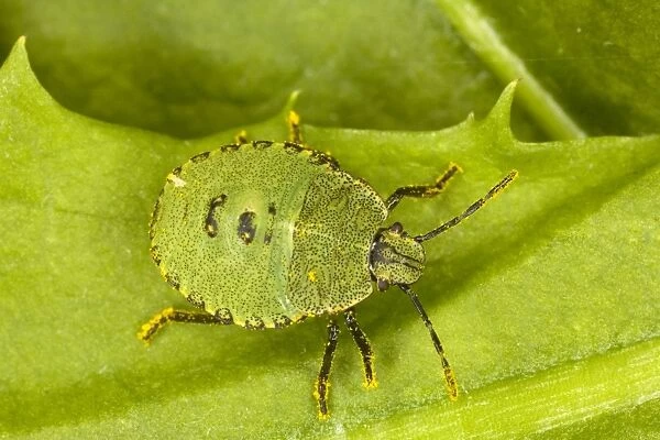 Nymph of Common Green Shield Bug (Palomina prasina). Dorset