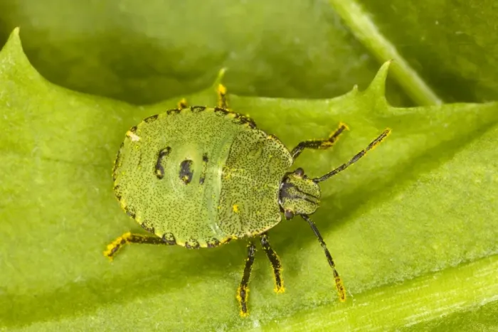 Framed Print : Nymph of Common Green Shield Bug (Palomina prasina). Dorset Framed Print : Nymph of Common Green Shield Bug (Palomina prasina). Dorset