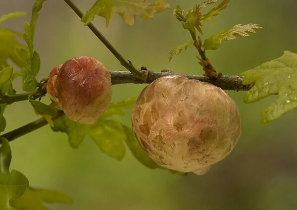 Oak apple galls, on oak; caused by a gall wasp