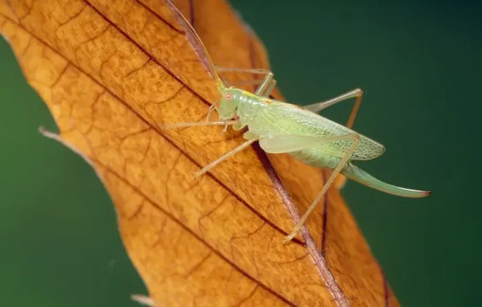 Framed Print : Oak Bush Cricket Framed Print : Oak Bush Cricket