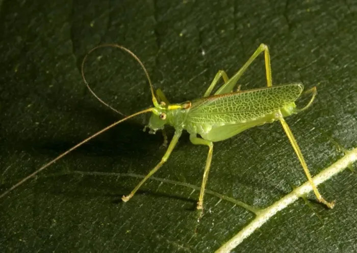 Framed Print : Oak Bush Cricket Framed Print : Oak Bush Cricket
