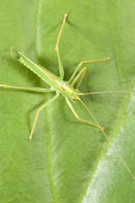 Framed Print : Oak Bush Cricket - Resting on Leaf Norfolk UK Framed Print : Oak Bush Cricket - Resting on Leaf Norfolk UK