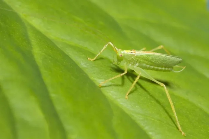 Framed Print : Oak Bush Cricket - Resting on Leaf Norfolk UK Framed Print : Oak Bush Cricket - Resting on Leaf Norfolk UK