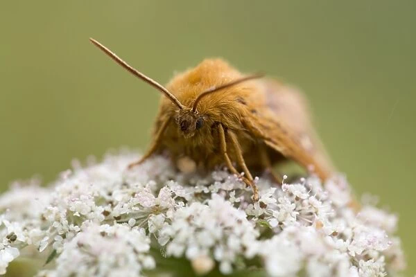 Oak Eggar Moth - on flower - Cornwall, UK