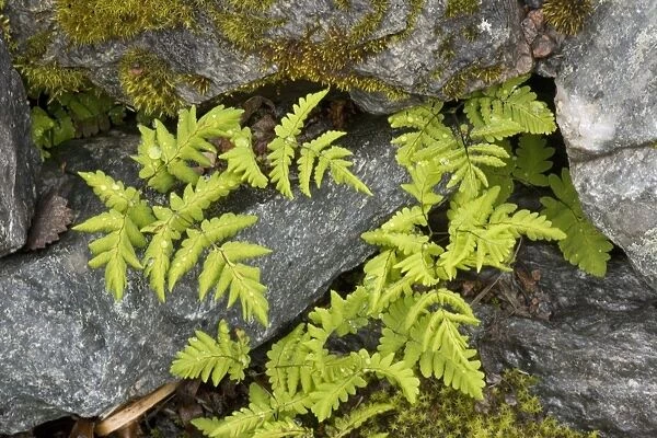 Oak fern (Gymnocarpium dryopteris (= Thelypteris dryopteris) in rock crevices. Scotland