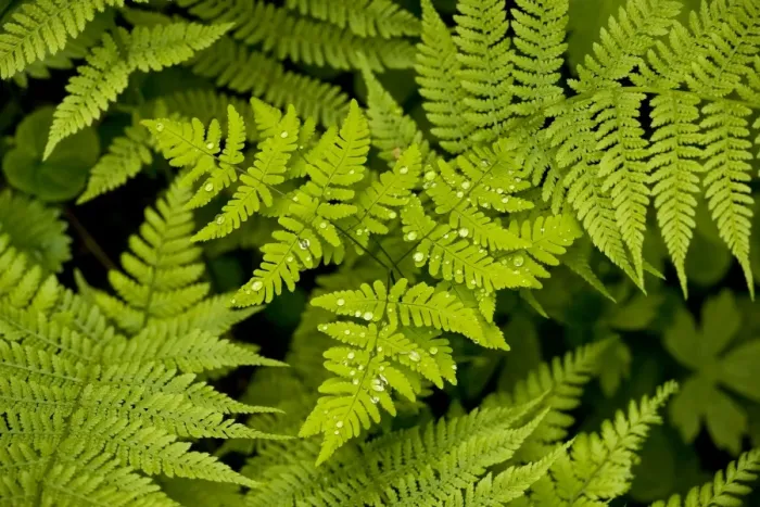 Framed Print : Oak Fern - in shady woodland Framed Print : Oak Fern - in shady woodland
