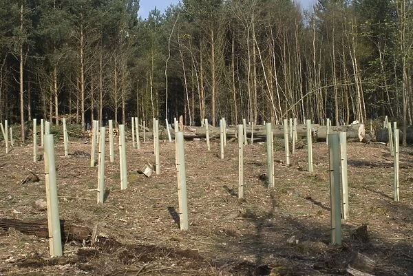 Oak and Hornbeam Tree Seedlings - In tree shelters - After clear felling Conifers - Sussex UK