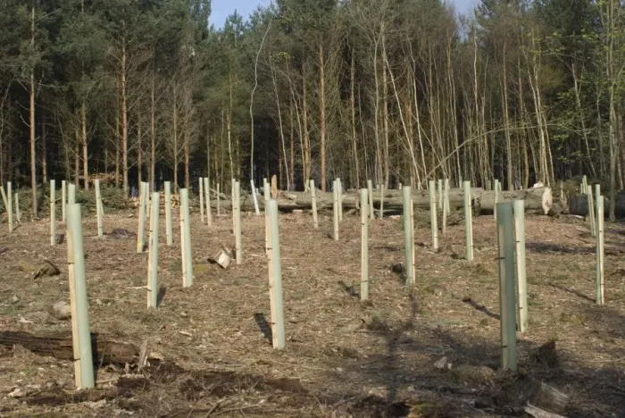 Framed Print : Oak and Hornbeam Tree Seedlings - In tree shelters - After clear felling Conifers - Sussex UK Framed Print : Oak and Hornbeam Tree Seedlings - In tree shelters - After clear felling Conifers - Sussex UK