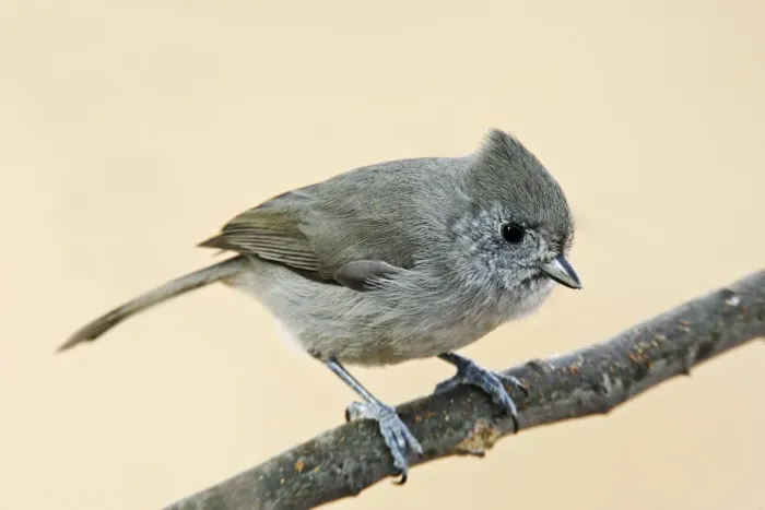 Framed Print : Oak Titmouse Framed Print : Oak Titmouse