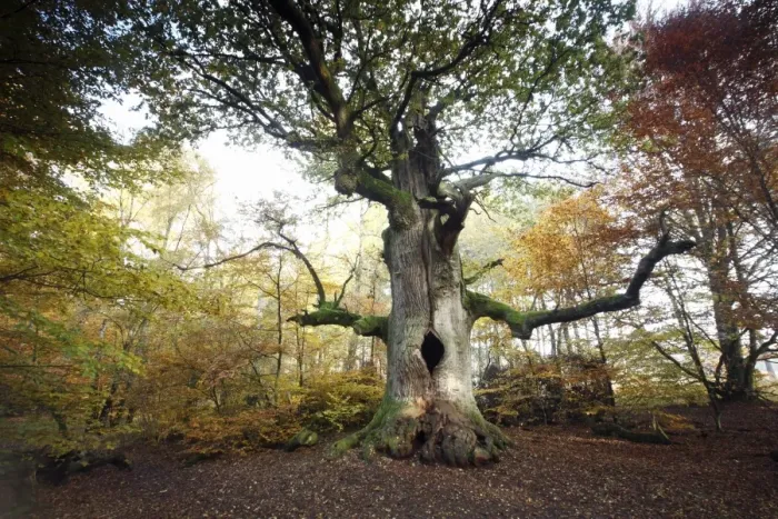 Framed Print : Oak Tree - ancient tree - autumn - Sababurg Ancient Forest NP - N. Hessen - Germany Framed Print : Oak Tree - ancient tree - autumn - Sababurg Ancient Forest NP - N. Hessen - Germany