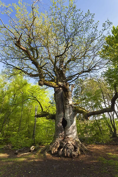 Oak Tree - ancient tree bursting its leaves in spring, Sababurg Ancient Forest NP, North Hessen, Germany
