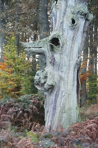 Oak Tree - ancient tree stem - autumn - Sababurg Ancient Forest NP - N. Hessen - Germany