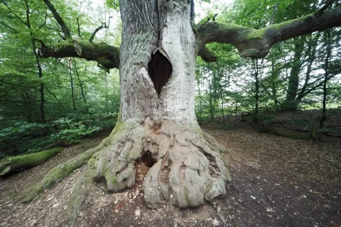 Framed Print : Oak Tree - ancient tree in summer, Sababurg Ancient Forest NP, North Hessen, Germany Framed Print : Oak Tree - ancient tree in summer, Sababurg Ancient Forest NP, North Hessen, Germany