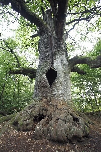 Oak Tree - ancient tree in summer, Sababurg Ancient Forest NP, North Hessen, Germany