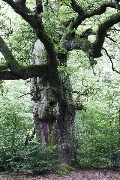 Oak Tree - ancient tree in summer, Sababurg Ancient Forest NP, North Hessen, Germany