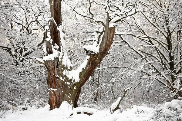 Oak Tree - ancient tree - in winter snow - Sababurg Ancient Forest NP - N. Hessen - Germany
