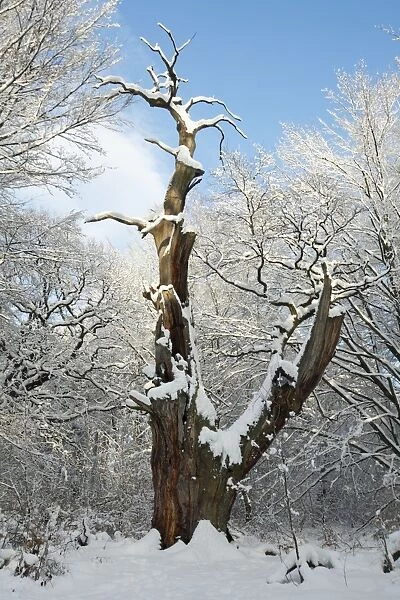 Oak Tree - ancient tree - in winter snow - Sababurg Ancient Forest NP - N. Hessen - Germany