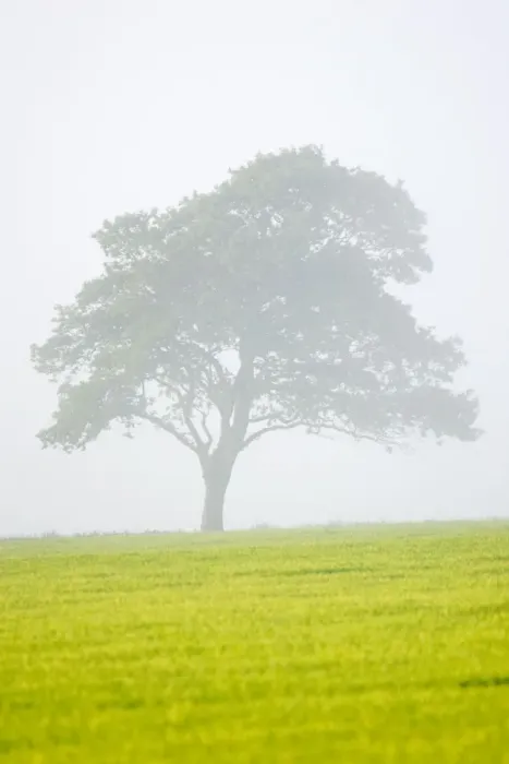 Framed Print : Oak Tree in approaching mist Norfolk UK Framed Print : Oak Tree in approaching mist Norfolk UK
