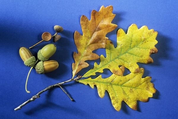 Oak Tree - autumn leaves and acorns, Lower Saxony, Germany