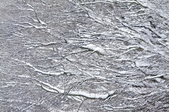 Framed Print : Oak Tree Branches - covered in snow - Lower Saxony - Germany Framed Print : Oak Tree Branches - covered in snow - Lower Saxony - Germany