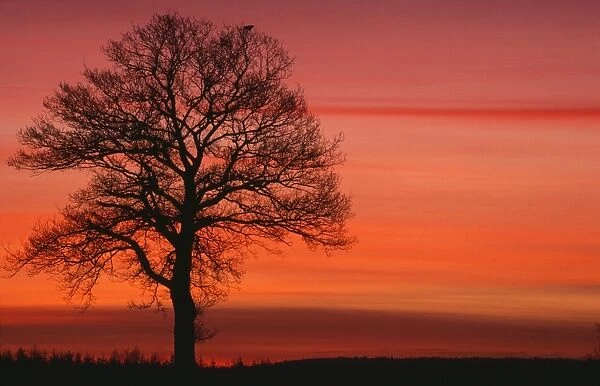 Oak Tree - with buzzard, in winter dawn light