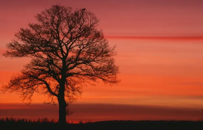 Framed Print : Oak Tree - with buzzard, in winter dawn light Framed Print : Oak Tree - with buzzard, in winter dawn light