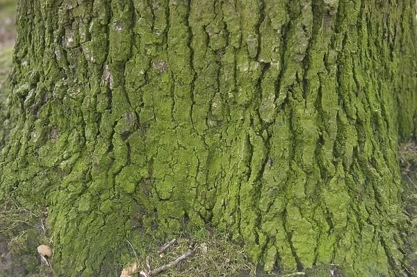 OAK Tree - close-up of bark