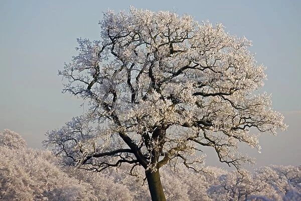 Oak Tree - covered in hoarfrost - Warwickshire - England
