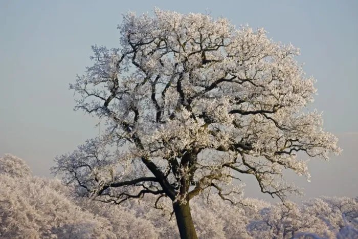 Framed Print : Oak Tree - covered in hoarfrost - Warwickshire - England Framed Print : Oak Tree - covered in hoarfrost - Warwickshire - England