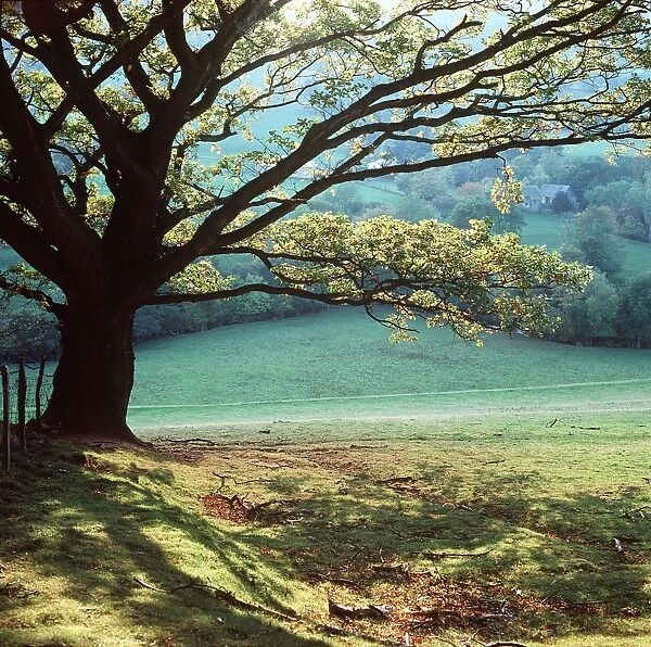 Oak TREE - Early Autumn