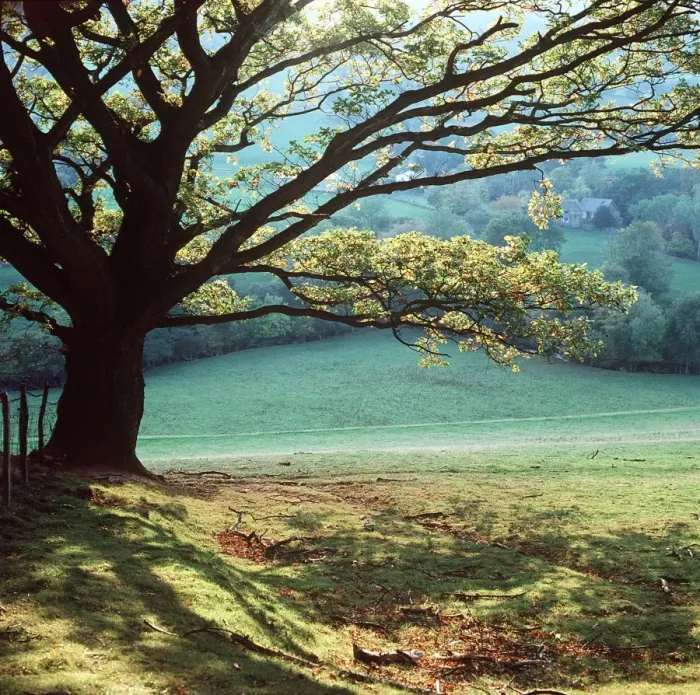 Framed Print : Oak TREE - Early Autumn Framed Print : Oak TREE - Early Autumn
