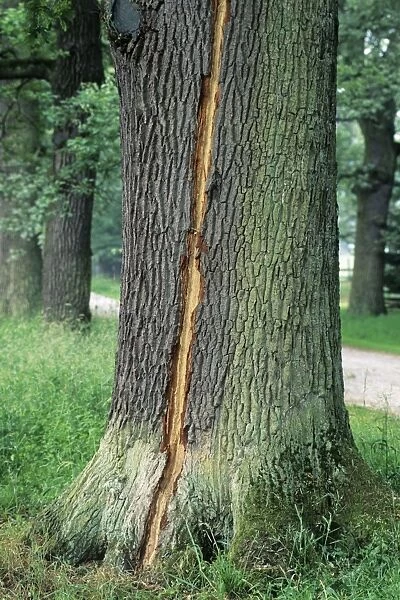 Oak Tree - lightning strike on stem of mature tree, Lower Saxony, Germany