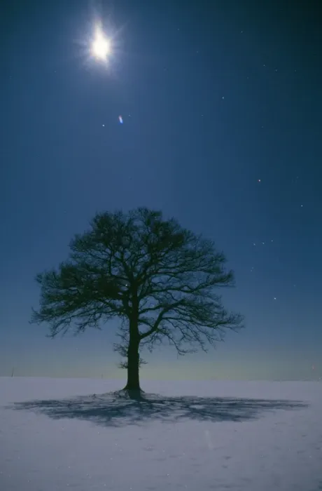 Framed Print : Oak Tree - night landscape in winter with moonlight Framed Print : Oak Tree - night landscape in winter with moonlight