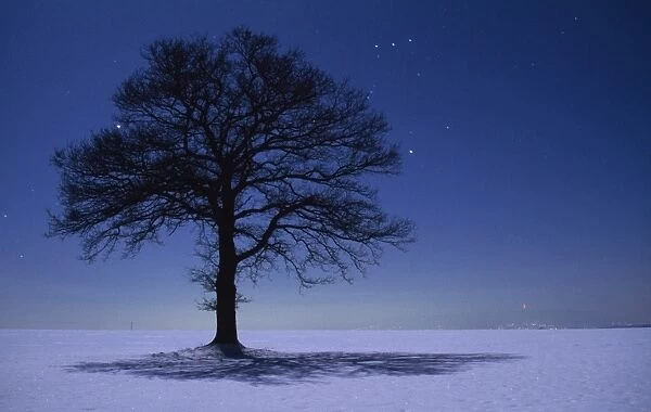 Oak Tree - night landscape in winter with stars