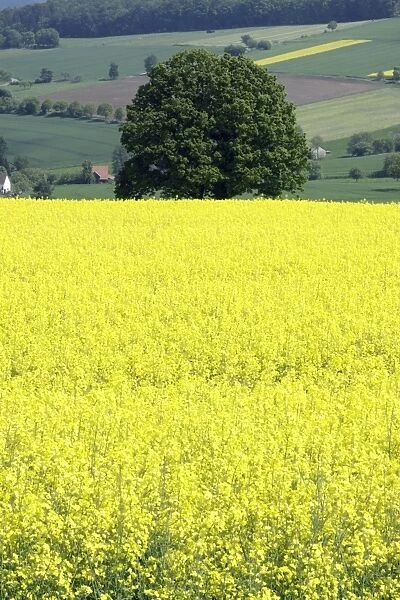 Oak Tree - and OIl-Rape Seed crop in hill farmland, Lower Saxony, Germany