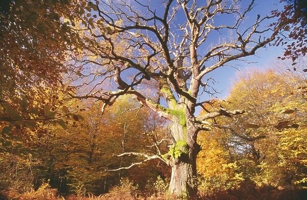 Oak Tree - very old Oak in autumn wood