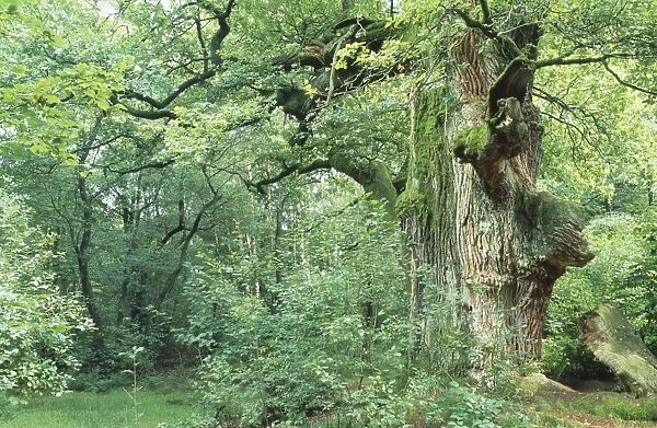 Oak Tree - very old tree - Sherwood Forest - UK