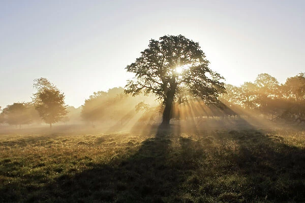 Oak Tree - rays of sunshine - Dyrehaven Park Copenhagen Denmark