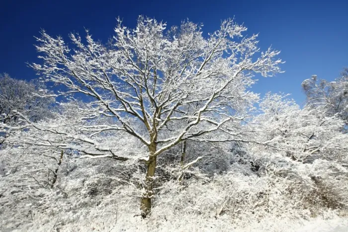 Framed Print : Oak Tree - tree in mature hedge covered in snow - Harz Mountains - Lower Saxony - Germany Framed Print : Oak Tree - tree in mature hedge covered in snow - Harz Mountains - Lower Saxony - Germany