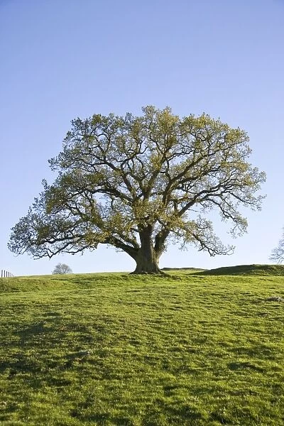 Oak Tree On upland pasture Derbyshire UK