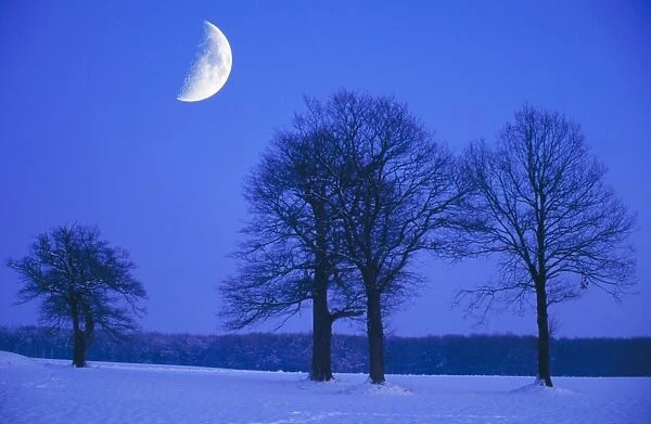 Oak Tree - in winter evening with moon