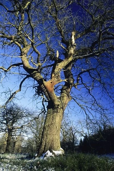 Oak Tree - in winter, with woodpecker nesting hole Bramwald forest, Lower Saxony, Germany