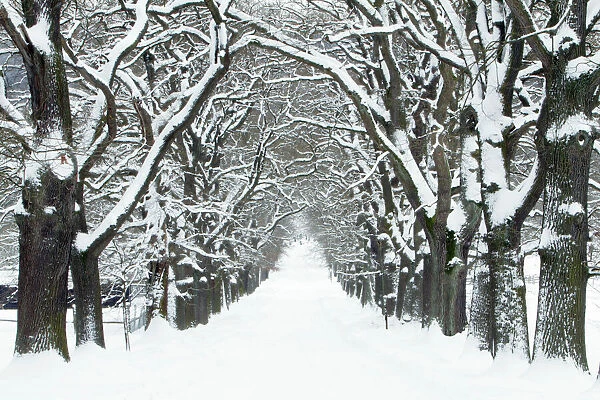 Oak Trees - avenue in winter snow