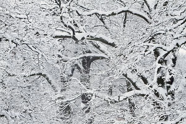 Oak Trees - branches of crowns covered in snow - North Hessen - Germany